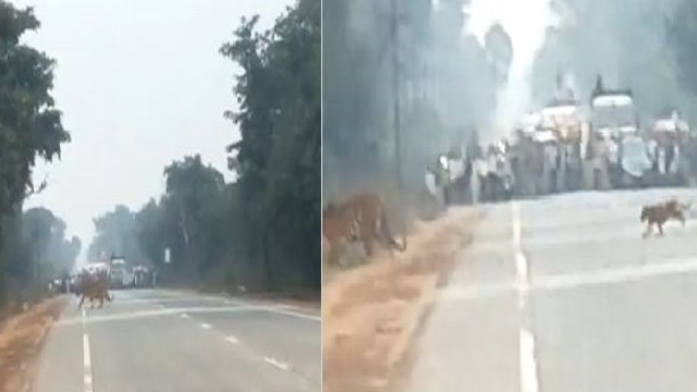 maharashtra tiger crossing viral video