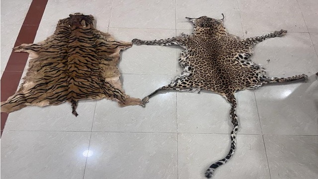 tiger skin seized odisha