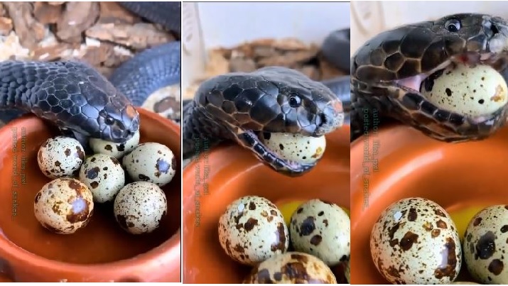 Cobra seen swallowing quail egg