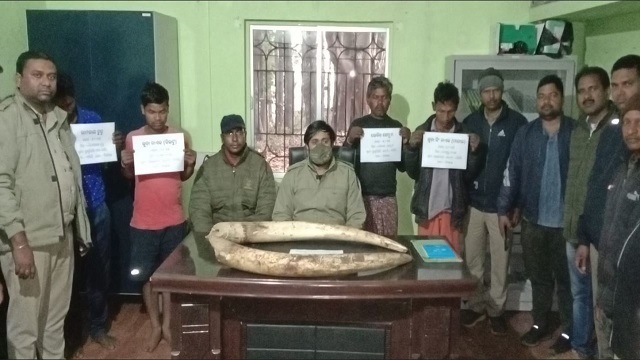 tusks seized in Simlipal
