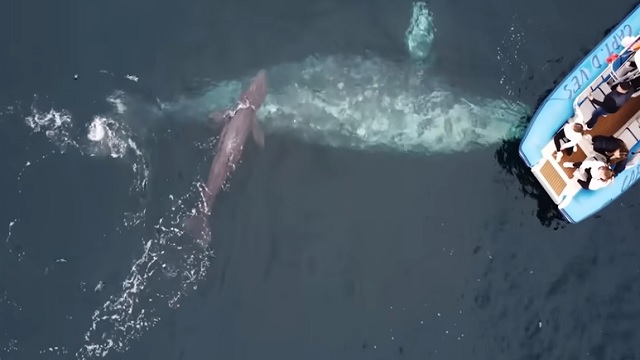 whale giving birth