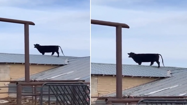 Cow reach roof house