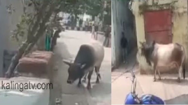 Old man killed after being attacked by bull