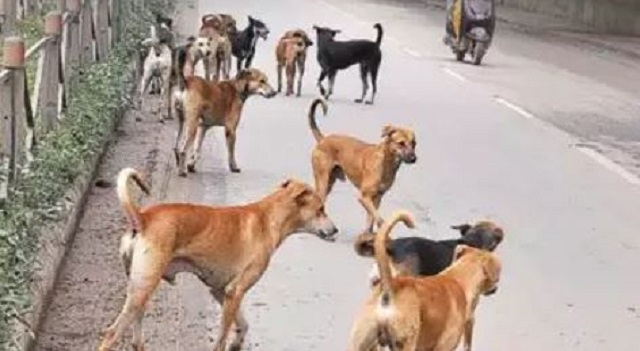 Hyderabad dog attack on child