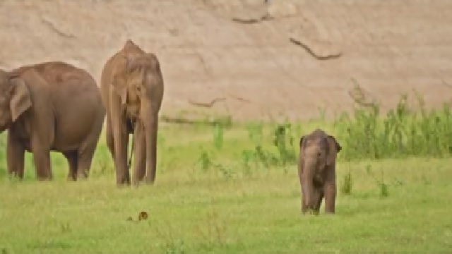 elephant discovers surroundings in tamil nadu