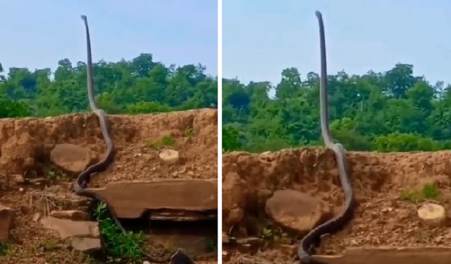 Video of king cobra standing up