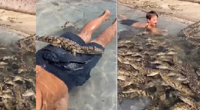 Boy swimming with baby alligators