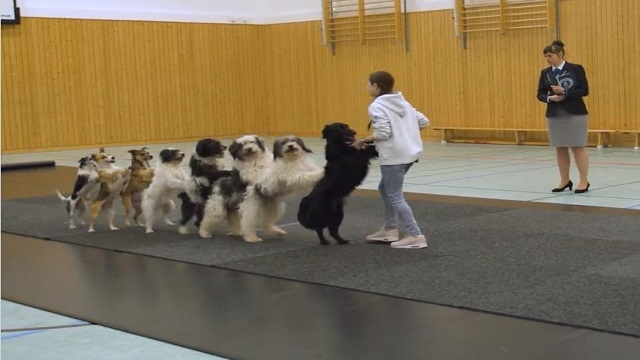 dog sets guinness world record
