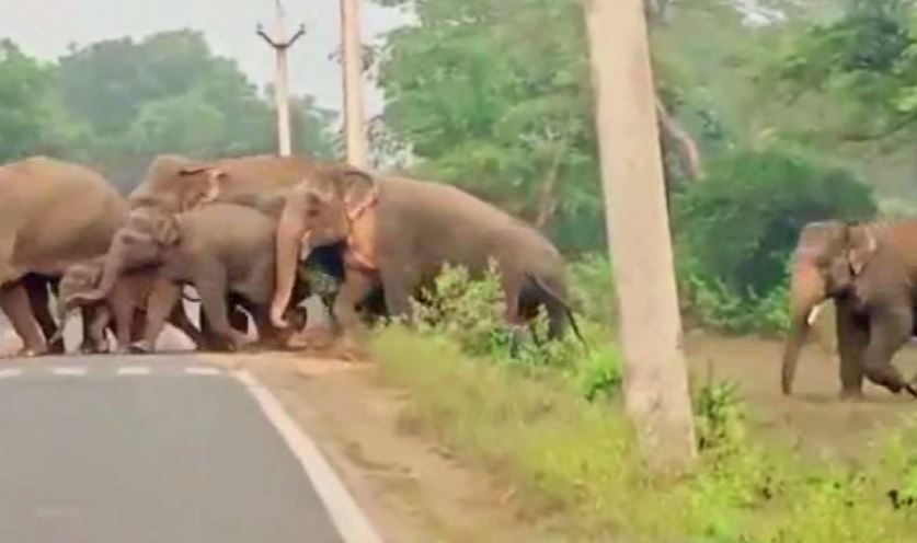 Human elephant conflict in Angul