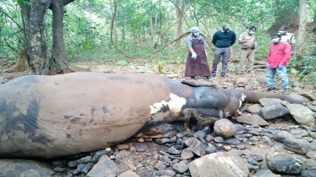 elephant death in balasore