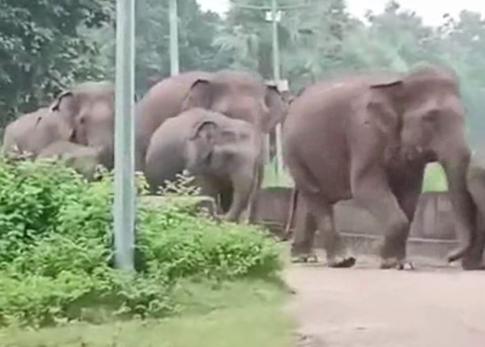 elephants in khurda