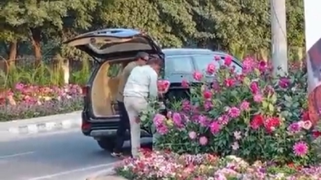 Men stealing flower pot