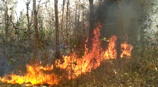 fire in similipal forest