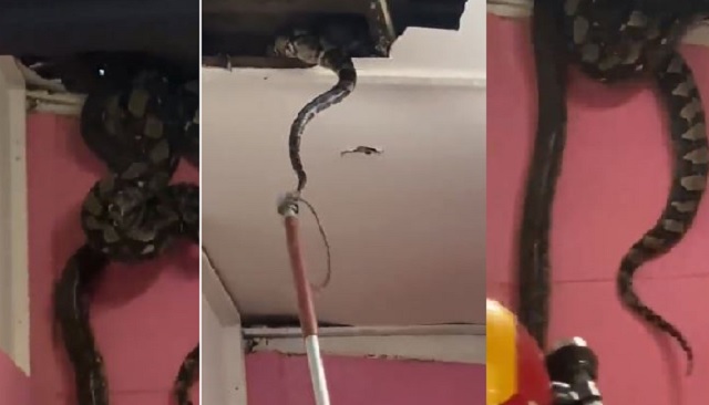 Snakes fall through ceiling