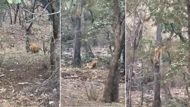 Tiger attacks leopard video