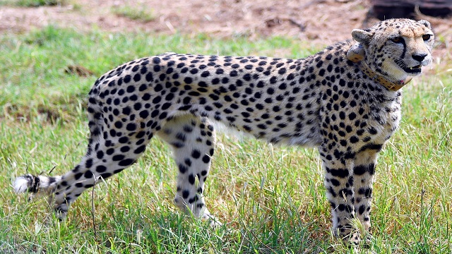 Namibian Cheetah gives birth in Madhya Pradesh