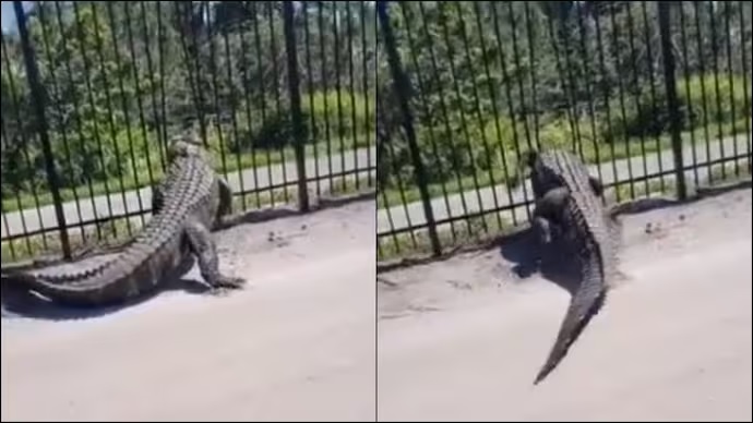 Alligator bends fence in florida