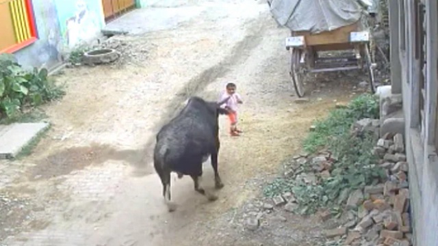 Stray bull charges at 4 year old