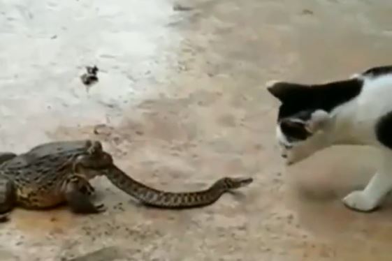 Snake gets eaten by frog