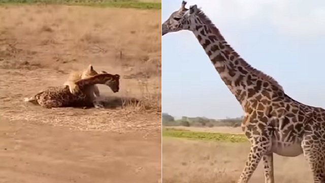 Mother giraffe saves baby from lioness