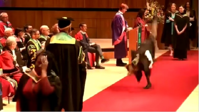 Woman does a cartwheel at her graduation