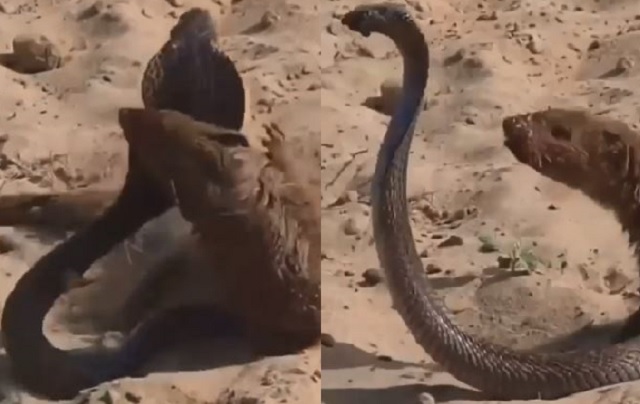Mongoose and cobra fight