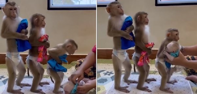 Monkeys wearing diapers video