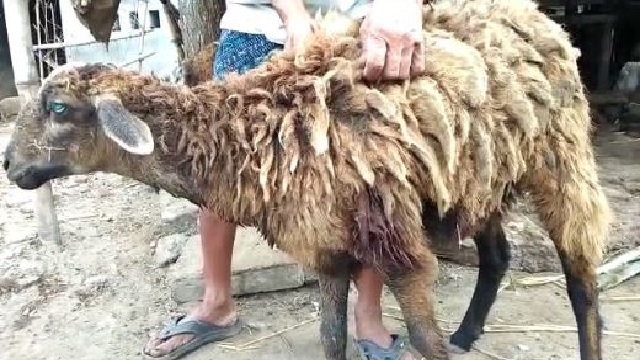 mysterious animal attack odisha