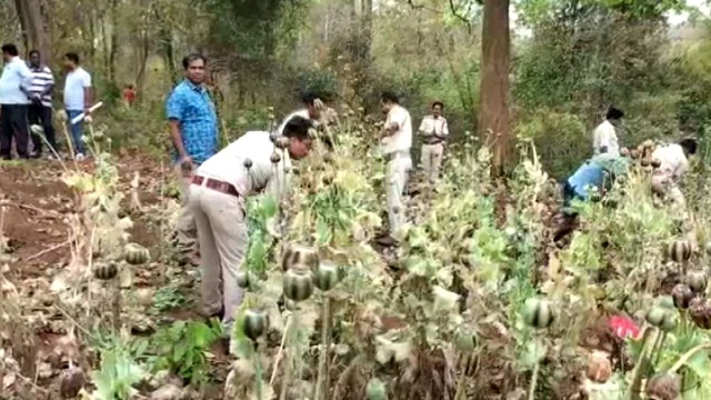 opium cultivation destroyed in Sambalpur