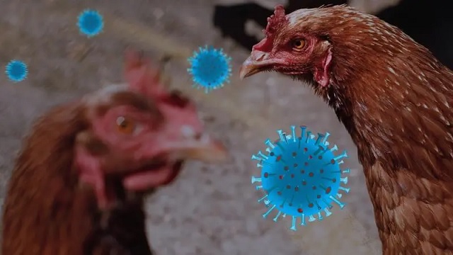h3n8 bird flu in humans
