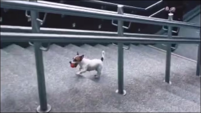Puppy plays fetch on subway steps