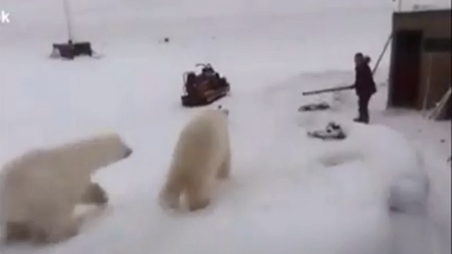 Man fights off polar bears