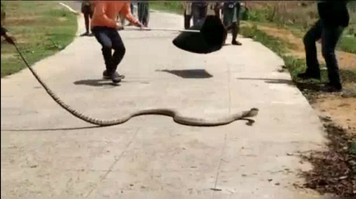17 feet long snake rescued