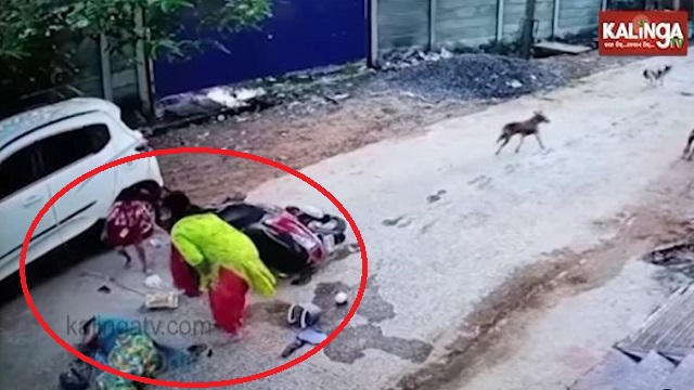 street dog chases woman