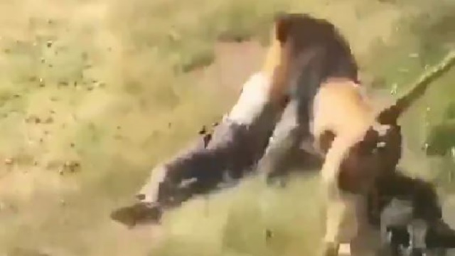 Lion attacks man in safari