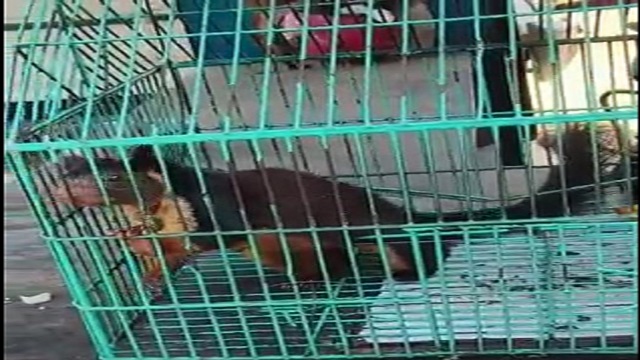Rare rat rescued in Odisha