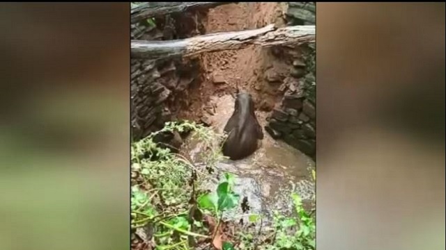 baby elephant rescued from well
