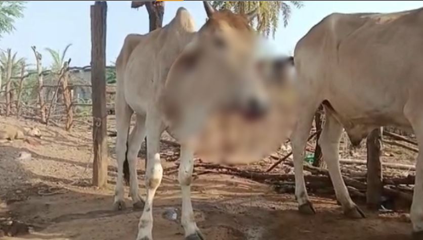 Bomb explodes in mouth of cow