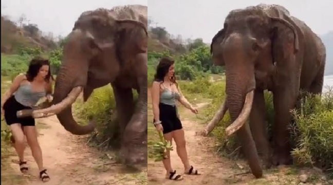 Woman tries to fool elephant