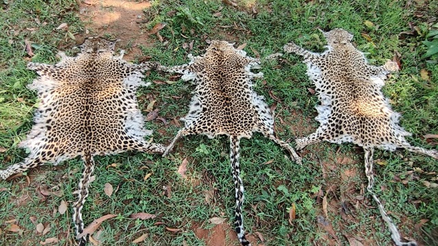 leopard skin seized in odisha