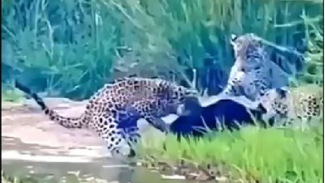 Honey Badger attacked by 3 leopards