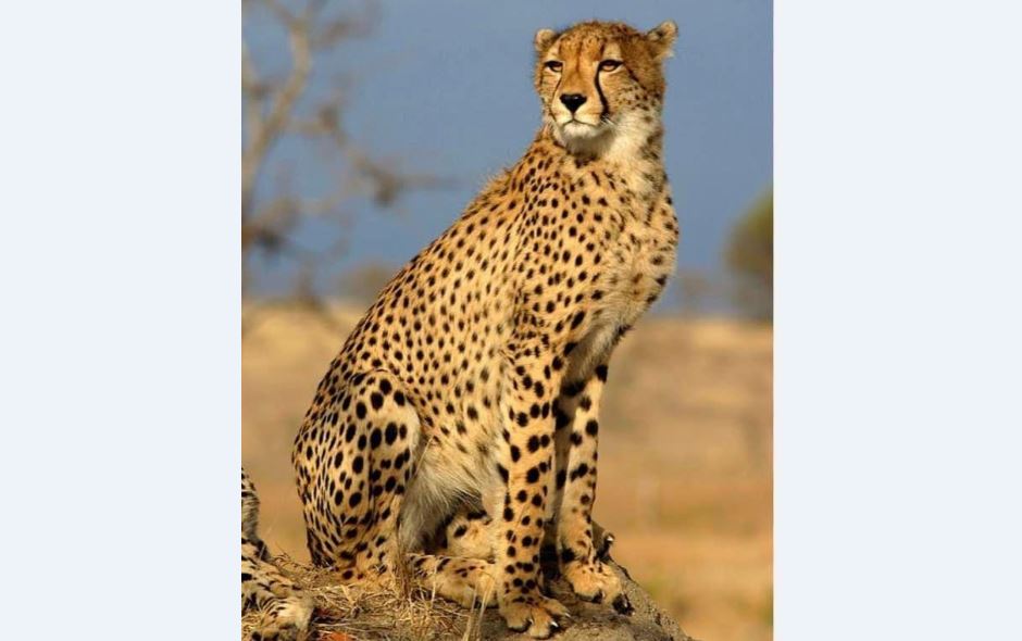 Cheetah dies at Kuno National Park