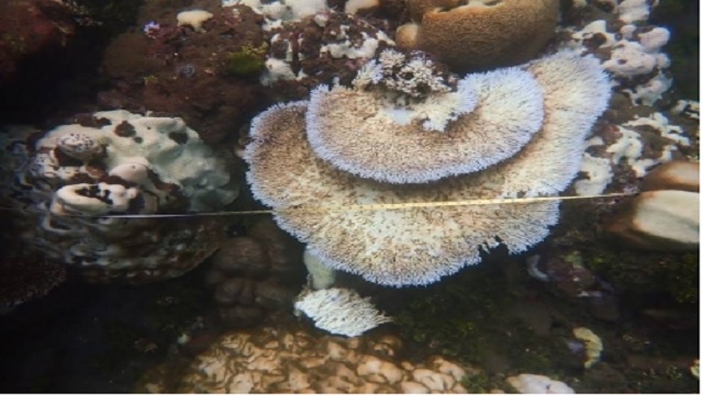 Climate change Coral