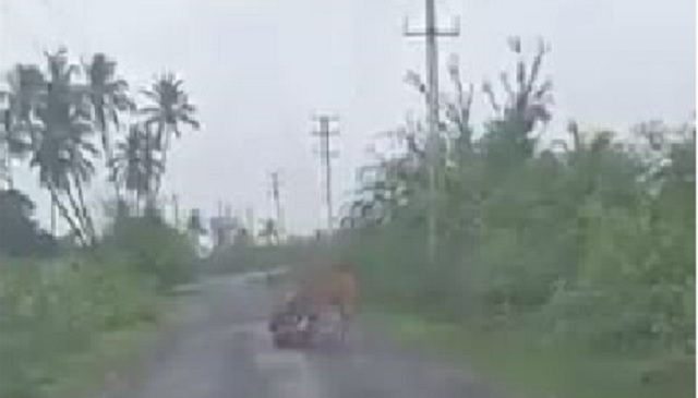 Farmer saves cow from lion