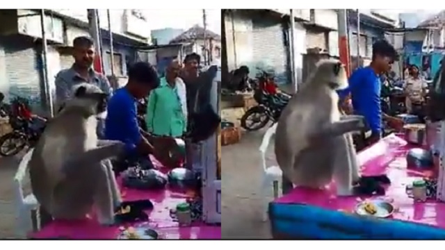 Monkey eats pani puri