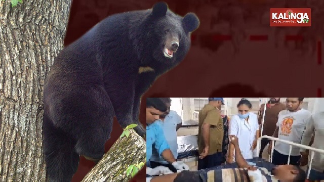 Forest officials killed in bear attack