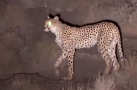Distressed calls of this Asiatic Cheetah