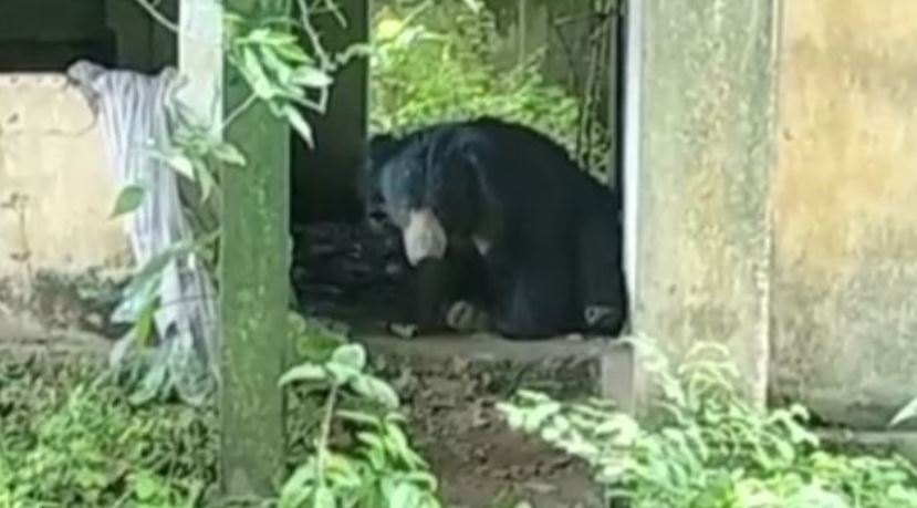 veterinary hospital turns rest shed for wild bear