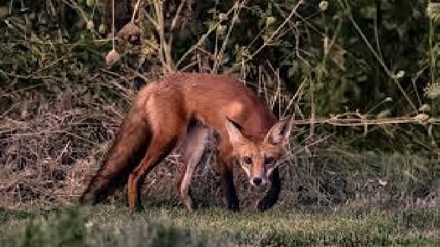 fox attack in soro