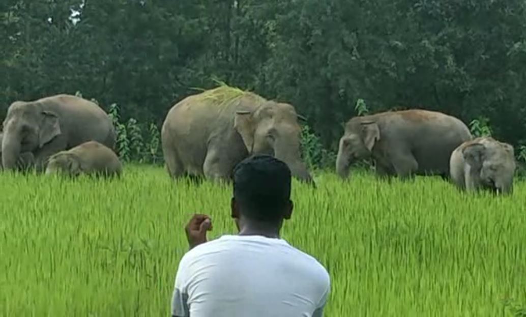 Elephant menace in Karanjia